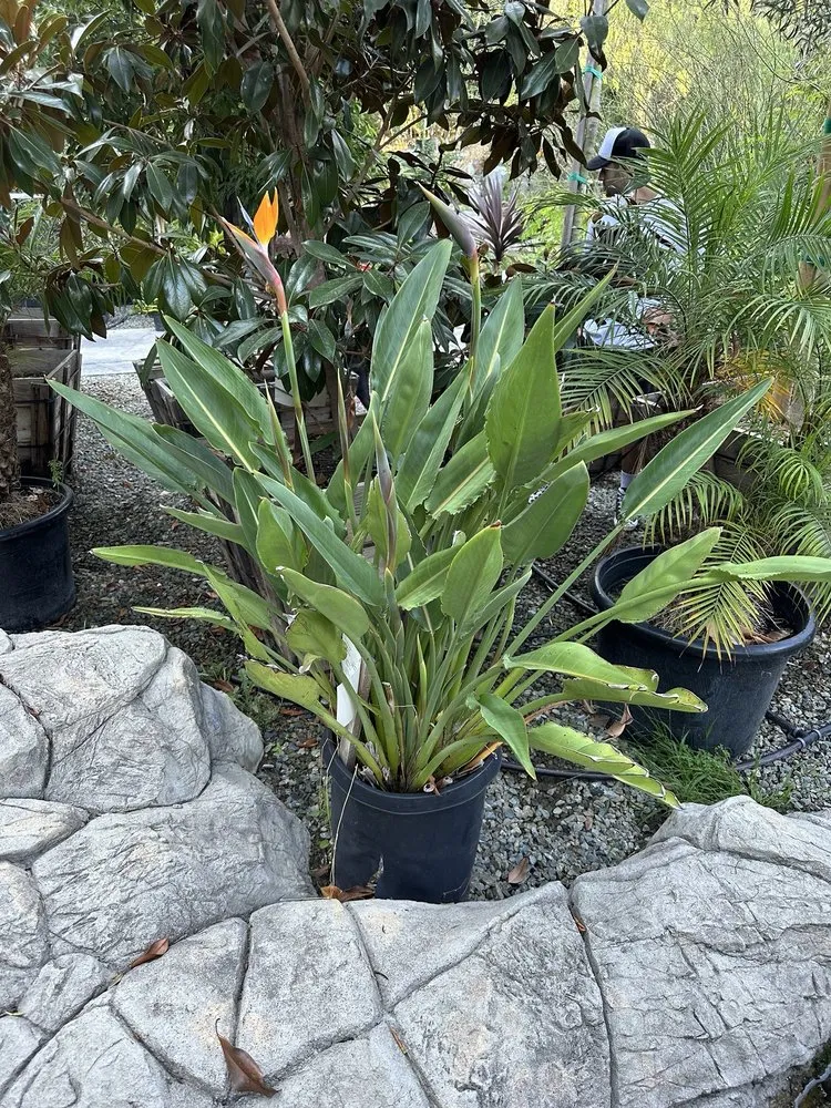 Expert yard maintenance in San Juan Capistrano, CA - Standard Design Group Nurseries