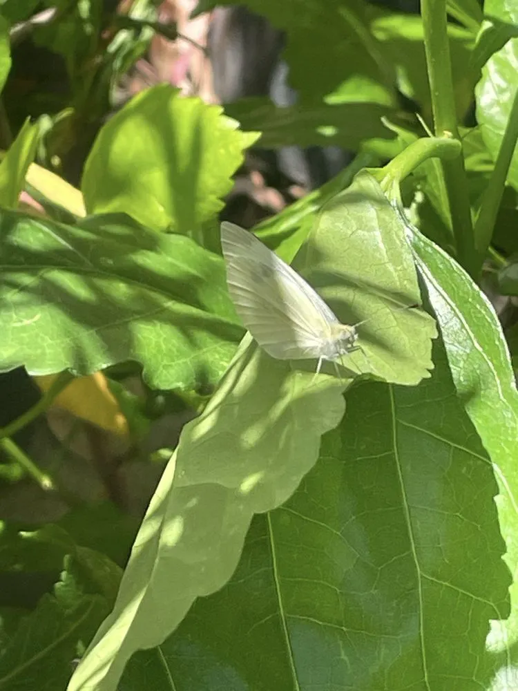 Custom yard cleanup service in San Juan Capistrano, CA - Standard Design Group Nurseries