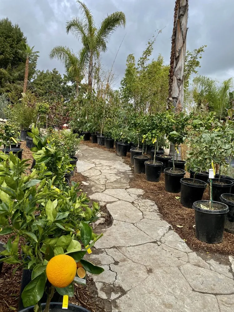 Reliable lawn mowing service experts serving San Juan Capistrano, CA - Standard Design Group Nurseries