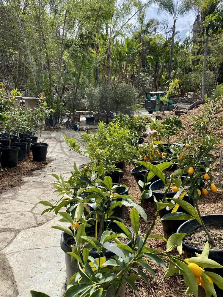 Expert landscape design experts serving San Juan Capistrano, CA - Standard Design Group Nurseries