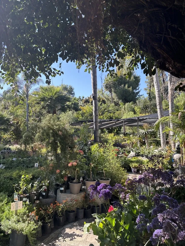 Professional yard cleanup service experts serving San Juan Capistrano, CA - Standard Design Group Nurseries