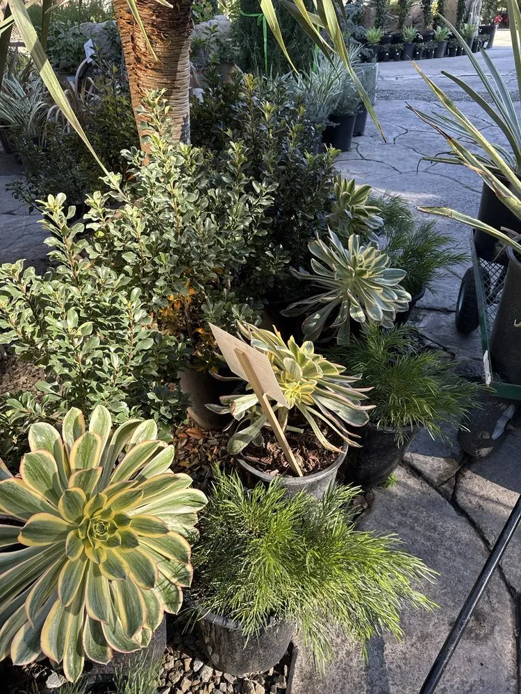 Expert yard maintenance in San Juan Capistrano, CA - Standard Design Group Nurseries