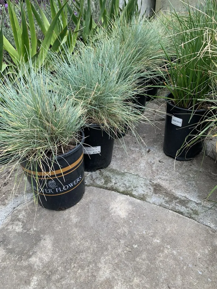 Expert landscaping services experts serving San Juan Capistrano, CA - Standard Design Group Nurseries