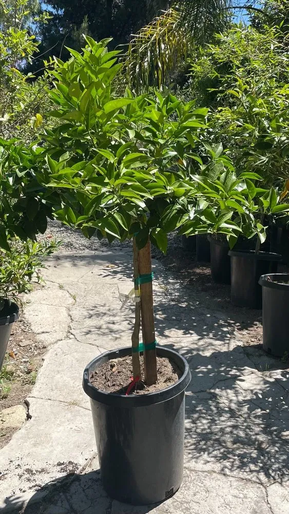 Custom yard cleanup service for beautiful yards across San Juan Capistrano, CA - Standard Design Group Nurseries