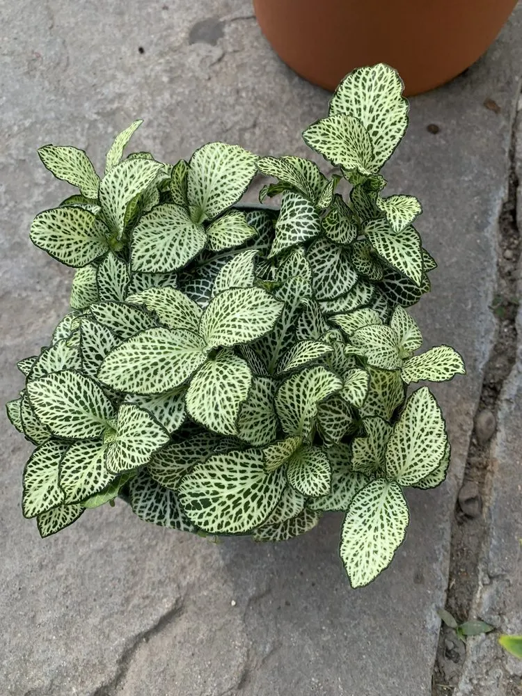 Affordable garden landscaping near you across San Juan Capistrano, CA - Standard Design Group Nurseries