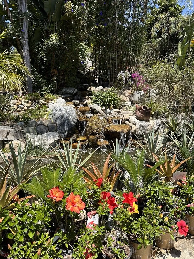 Professional lawn care service for beautiful yards in San Juan Capistrano, CA by Standard Design Group Nurseries