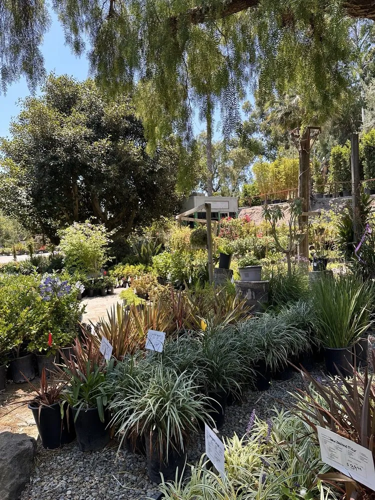 Reliable residential landscaping in San Juan Capistrano, CA - Standard Design Group Nurseries