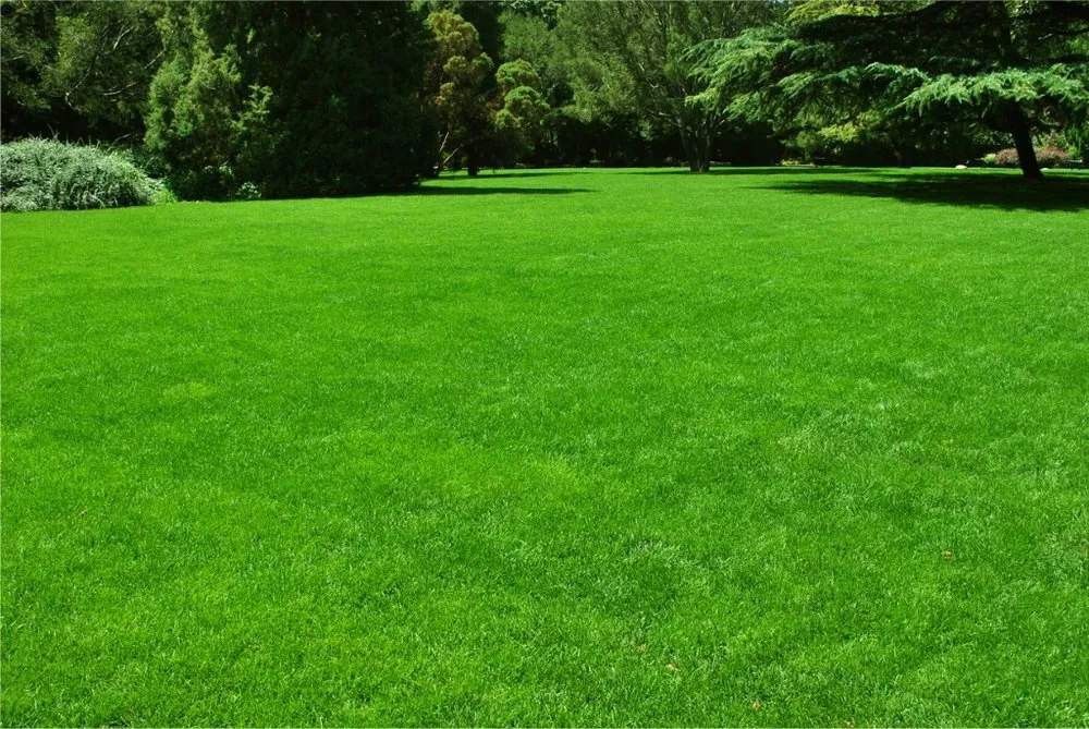 Affordable lawn mowing service for homes across Treasure Island, FL - Standard Lawn Care