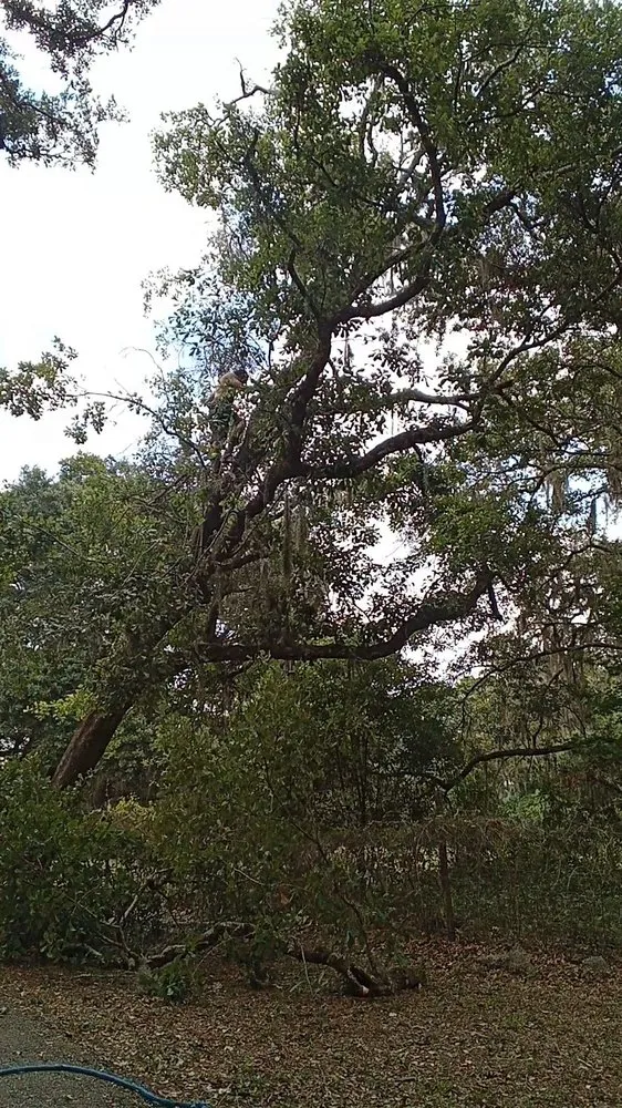 Local yard cleanup service in St. Petersburg, FL by Standing On A Limb