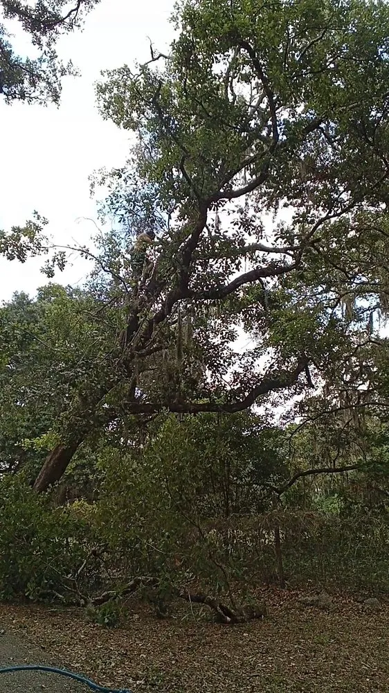 Trusted lawn mowing service with custom design across St. Petersburg, FL - Standing On A Limb