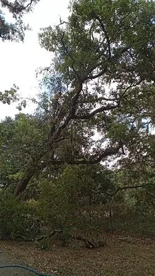 Standing On A Limb Logo