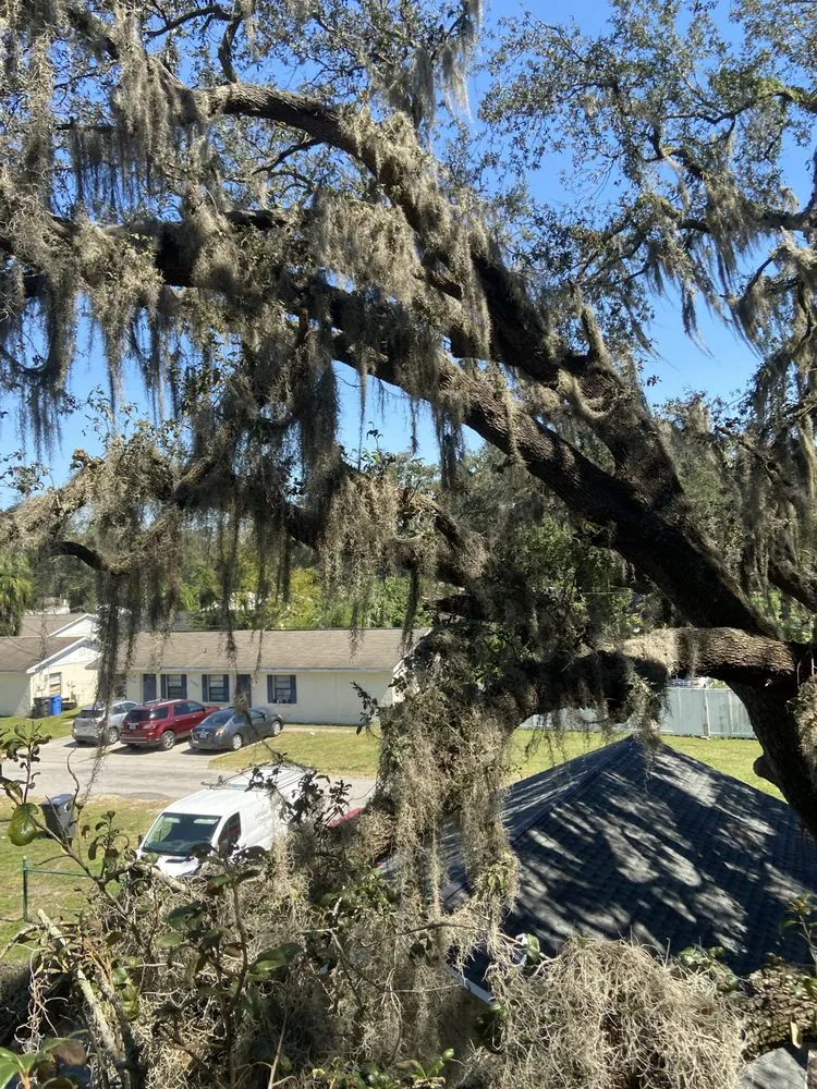 Expert yard cleanup service in Valrico, FL - Standing On A Limb Tree Service