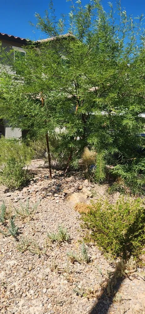 Local lawn mowing service experts serving Las Vegas, NV - Standmore Landscaping Services