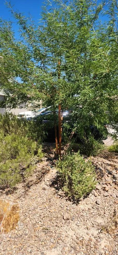 Reliable landscape installation experts serving Las Vegas, NV - Standmore Landscaping Services