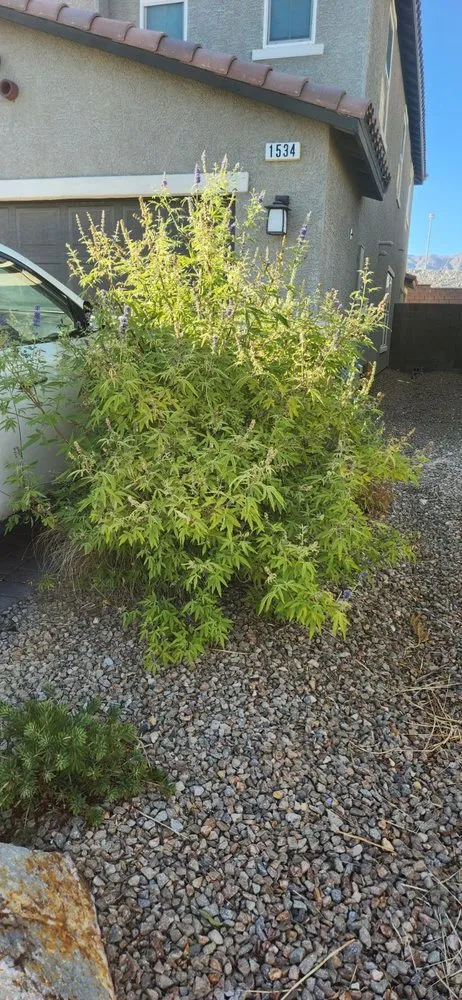 Reliable landscape installation for homes in Las Vegas, NV by Standmore Landscaping Services