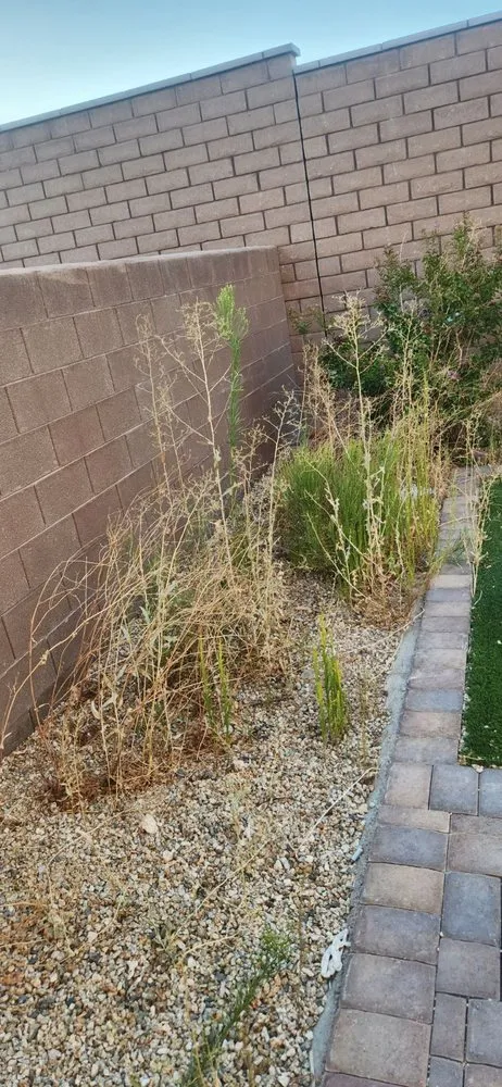 Top-rated landscaping services in Las Vegas, NV by Standmore Landscaping Services