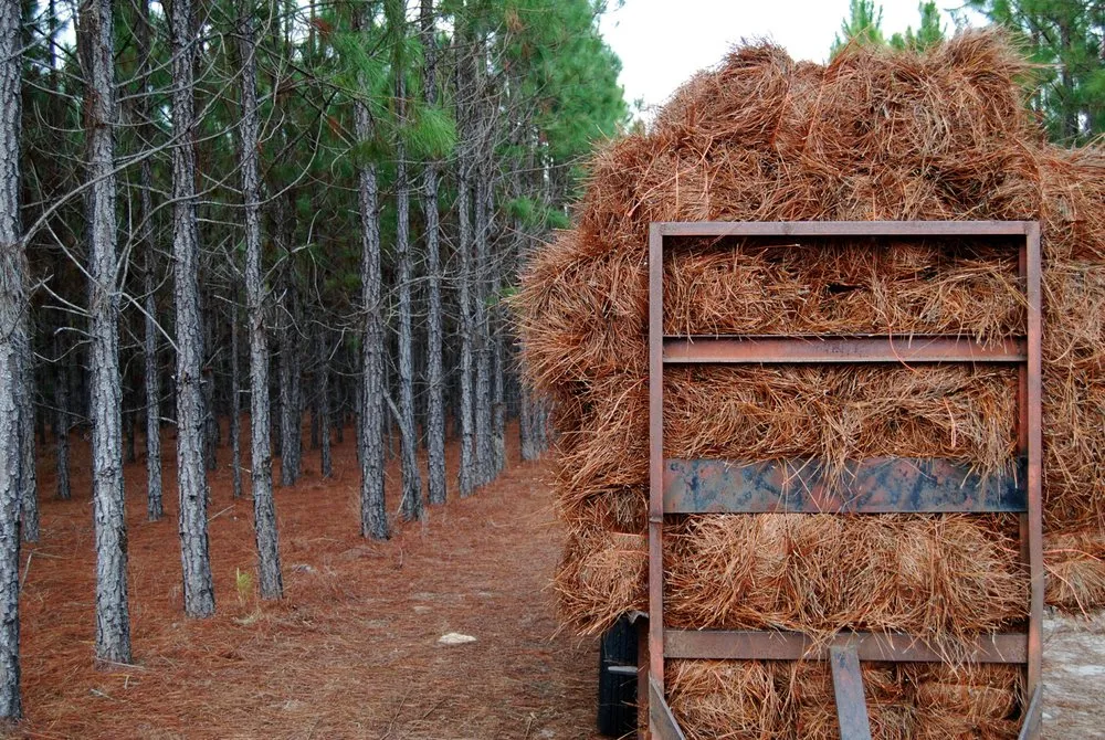 Top-rated yard cleanup service in Chiefland, FL by Standridge Baled Pinestraw