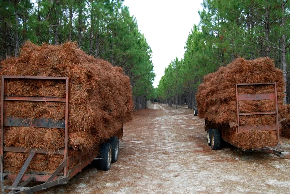 Local landscaping services for residential properties in Chiefland, FL by Standridge Baled Pinestraw