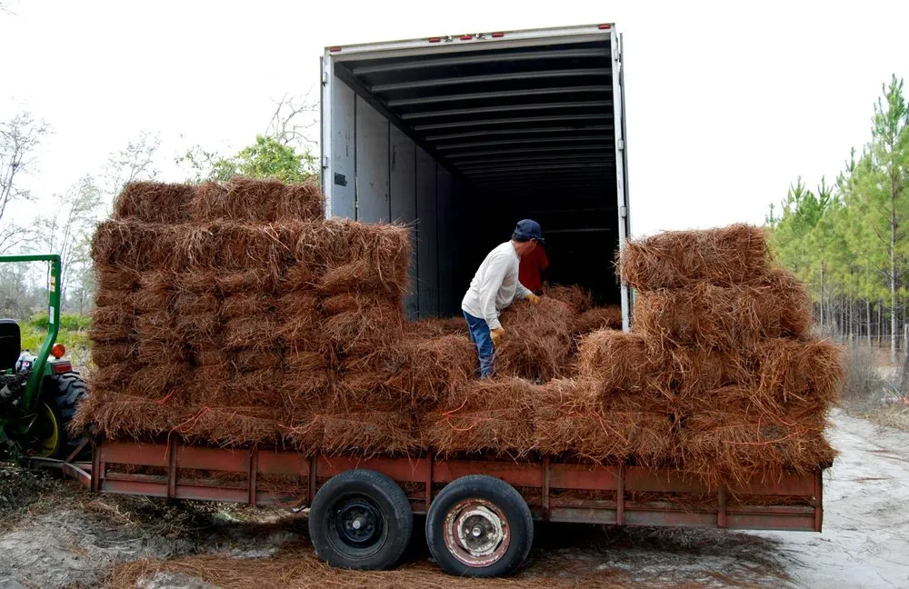 Affordable landscape installation in Chiefland, FL by Standridge Baled Pinestraw