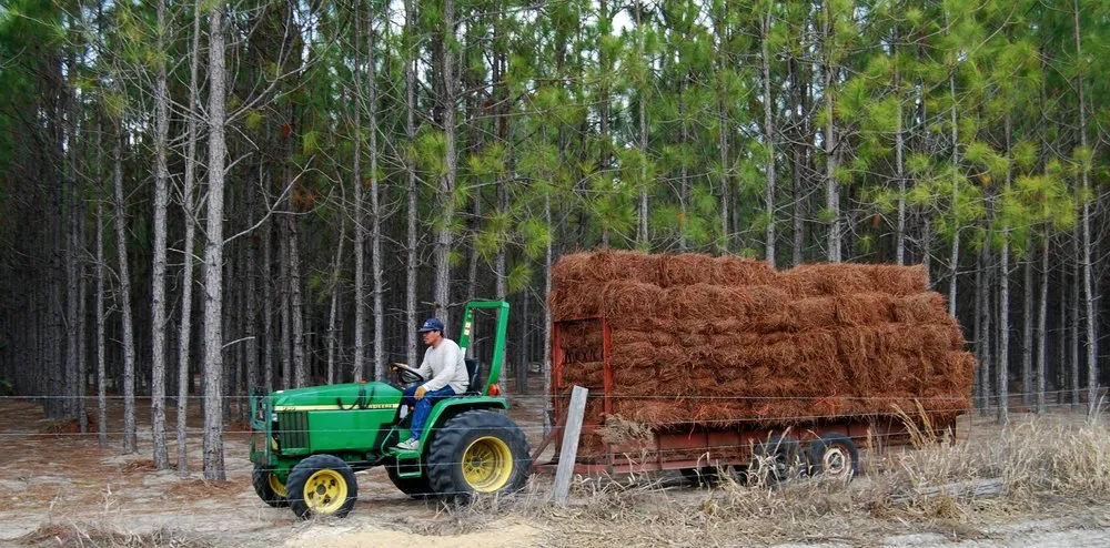 Top-rated garden landscaping in Chiefland, FL by Standridge Baled Pinestraw