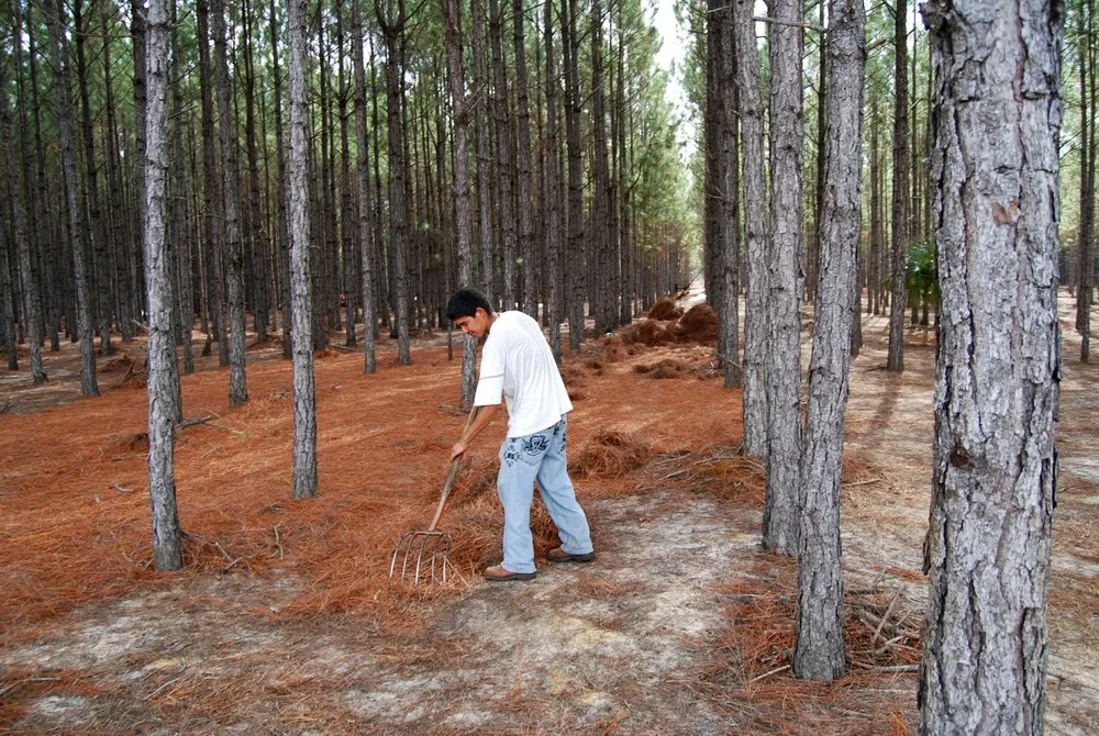 Top-rated landscaping services near you in Chiefland, FL by Standridge Baled Pinestraw
