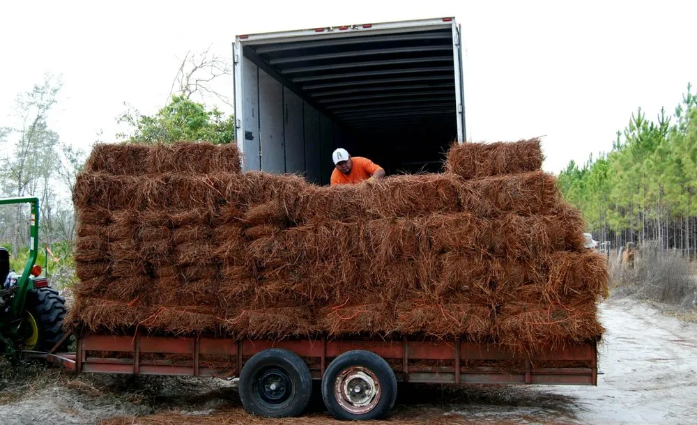 Affordable landscaping services for year-round maintenance across Chiefland, FL - Standridge Baled Pinestraw