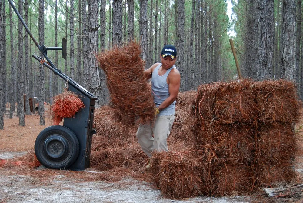 Top-rated landscape design near you across Chiefland, FL - Standridge Baled Pinestraw