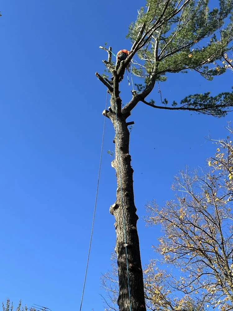 Affordable lawn mowing service experts serving Pierz, MN - Stangls Stumps