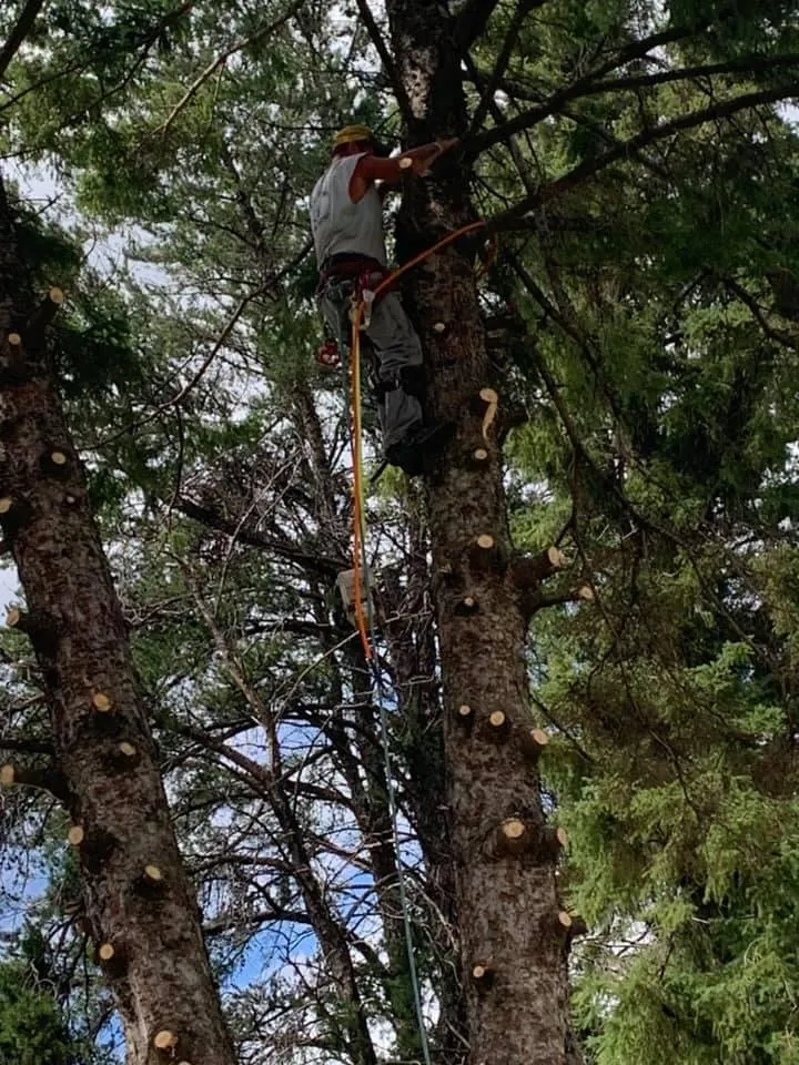 Local yard cleanup service for outdoor upgrades in Pierz, MN by Stangls Stumps