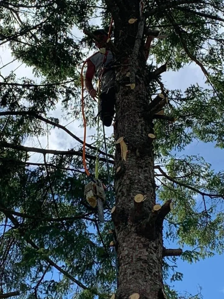 Local yard cleanup service in Pierz, MN - Stangls Stumps