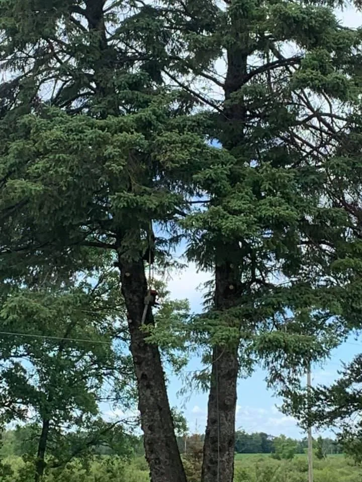 Expert residential landscaping experts serving Pierz, MN - Stangls Stumps