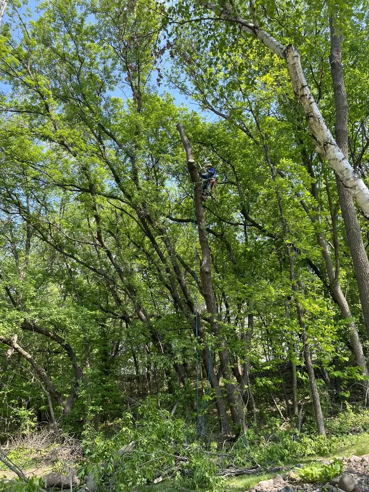 Professional outdoor landscaping experts serving Pierz, MN - Stangls Stumps