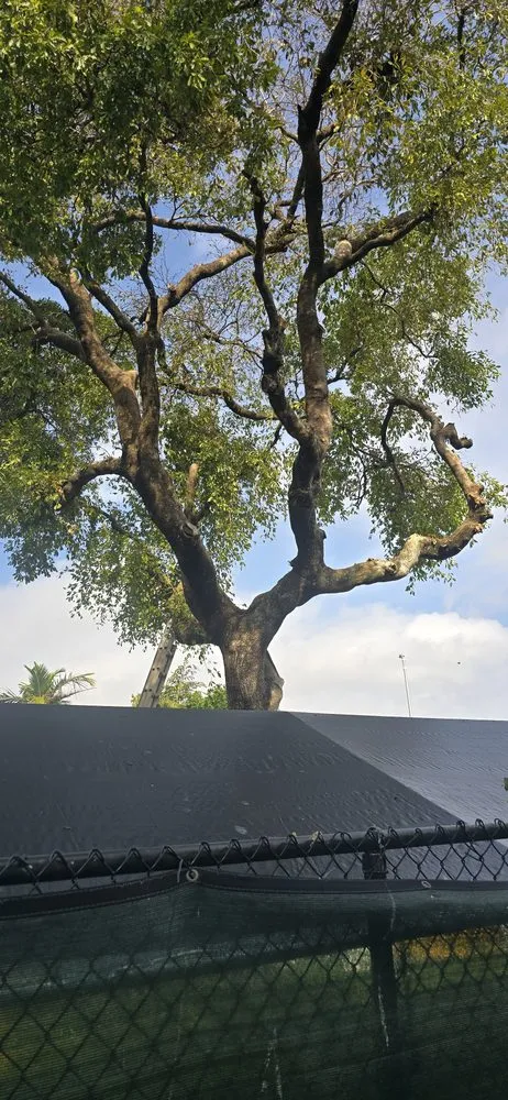 Local yard cleanup service for outdoor upgrades in Hollywood, FL by Stanley Elias Lawn Care & Maintenance