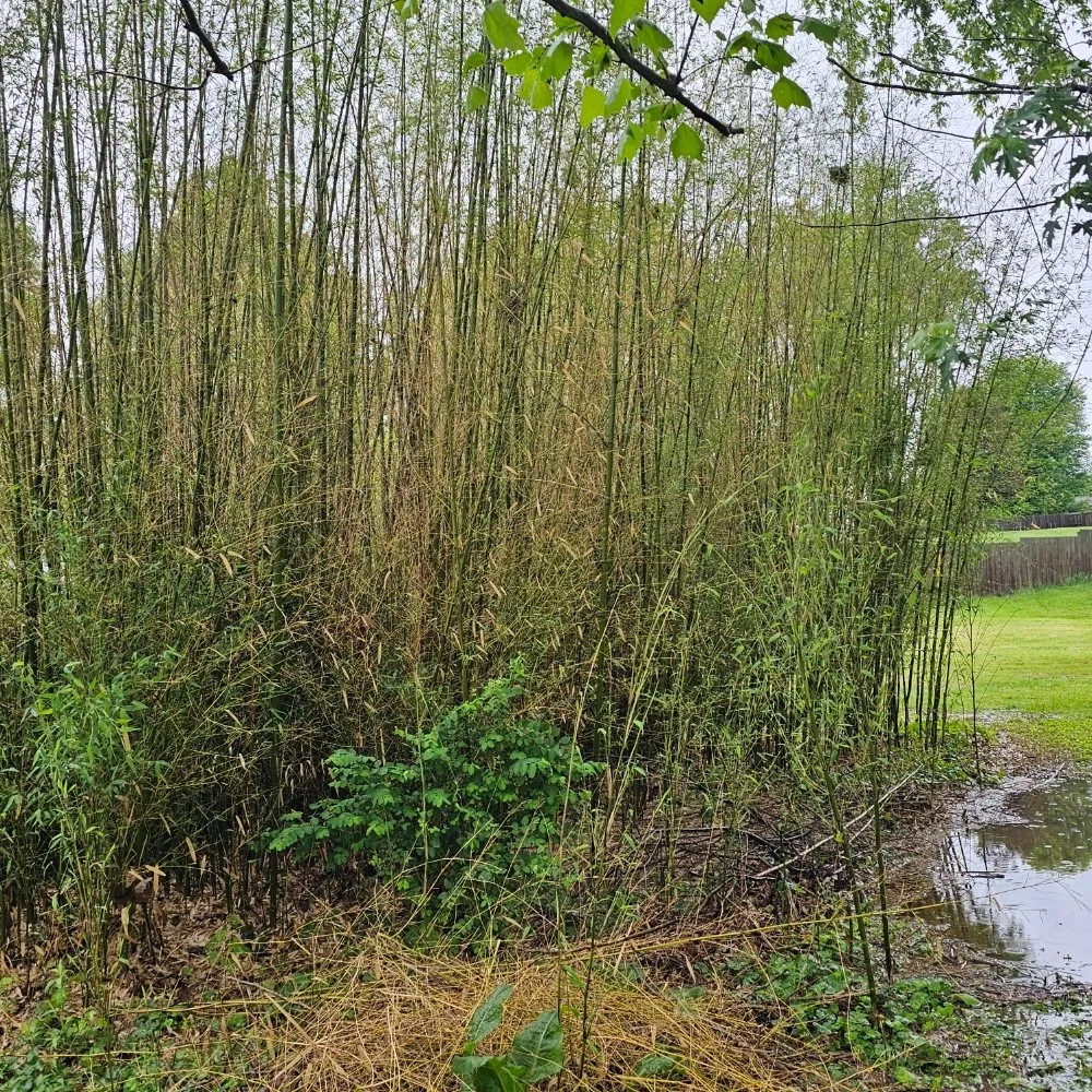 Trusted residential landscaping for residential properties across Parkersburg, WV - Stanley services