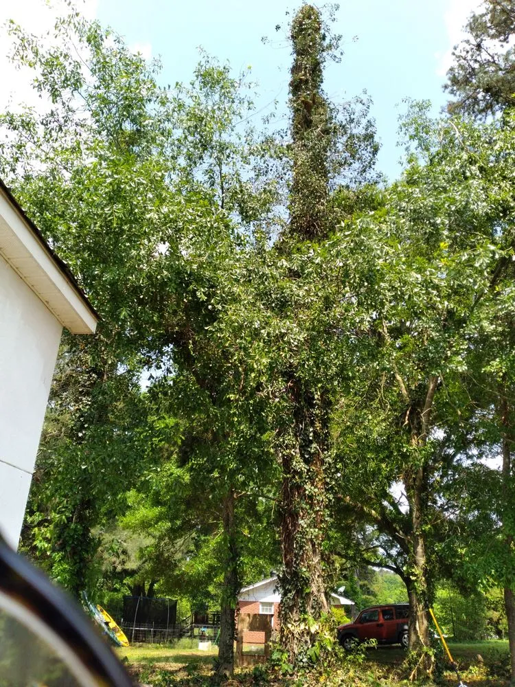 Expert yard maintenance in Cartersville, GA - Stanley Tree and Landscaping