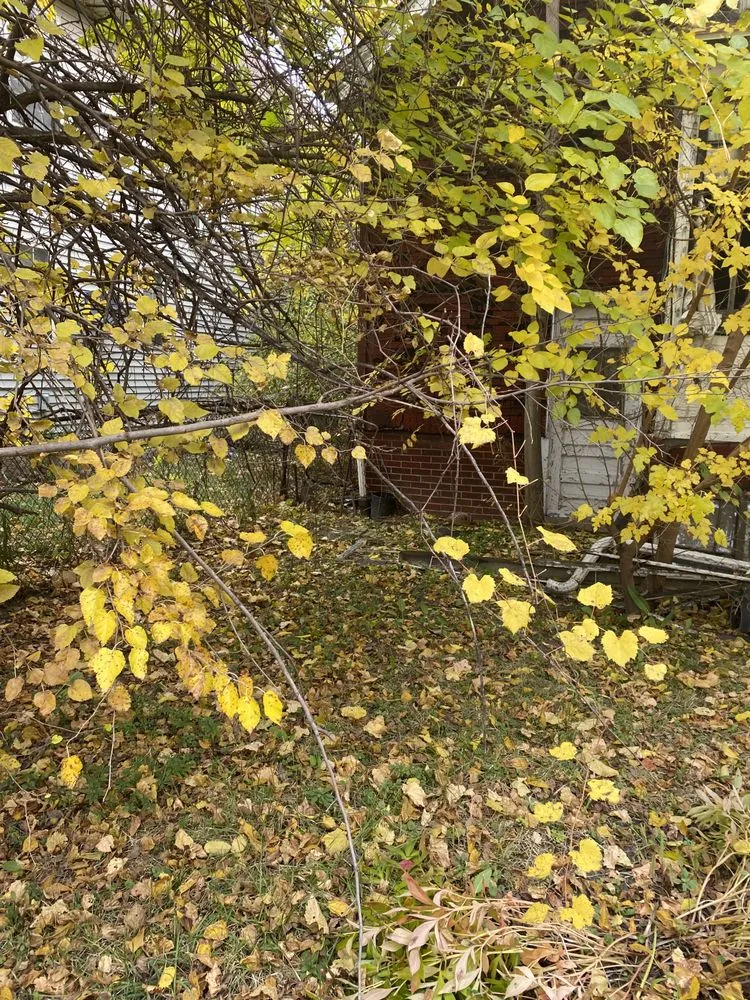 Local yard maintenance for residential properties in Dearborn Heights, MI by Stan’s Cuts & More