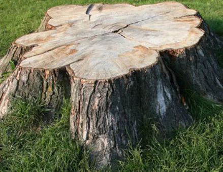 Professional lawn care service for year-round maintenance across East Northport, NY - Stapleton Tree & Landscape Svc