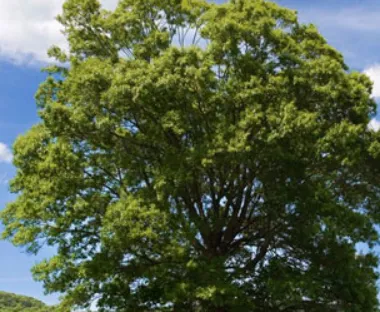 Affordable yard cleanup service in East Northport, NY - Stapleton Tree & Landscape Svc