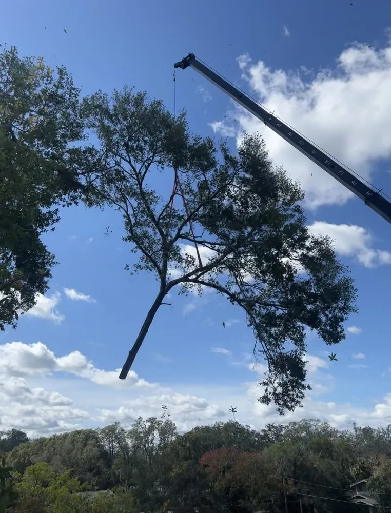 Affordable landscape installation in Lakeland, FL by Stapleton's Tree Service
