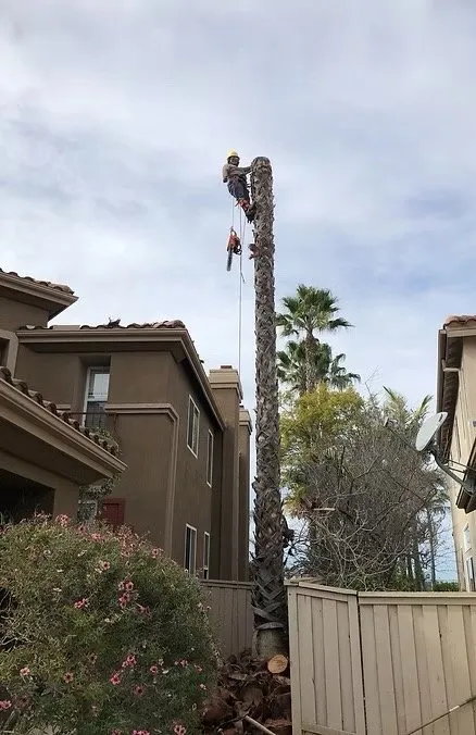 Expert residential landscaping for residential properties in Escondido, CA by Star Green Landscaping & Tree Service