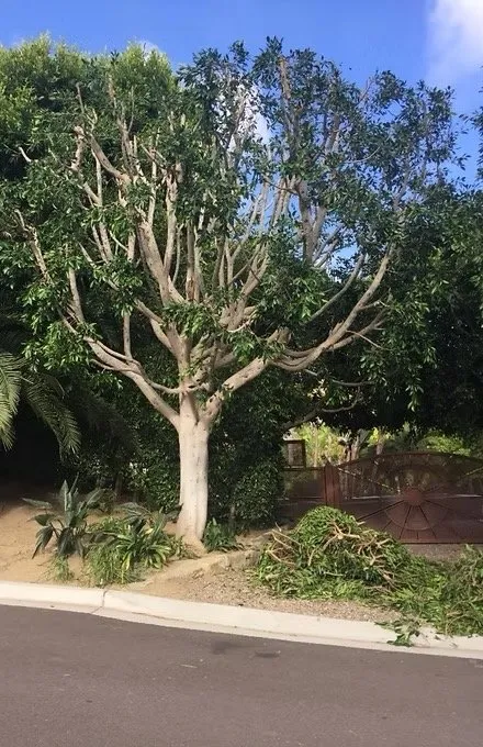 Expert residential landscaping with custom design across Escondido, CA - Star Green Landscaping & Tree Service