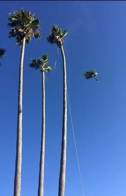 Custom yard maintenance with custom design in Escondido, CA by Star Green Landscaping & Tree Service