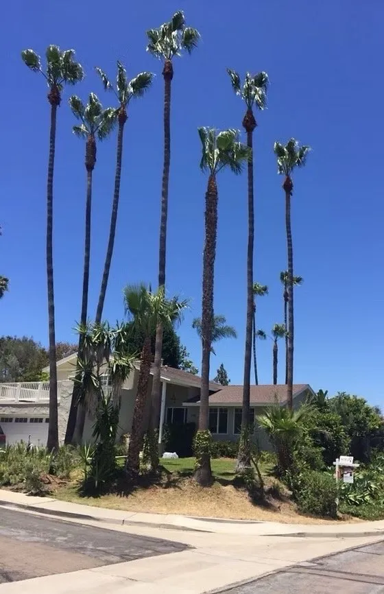 Reliable outdoor landscaping in Escondido, CA by Star Green Landscaping & Tree Service