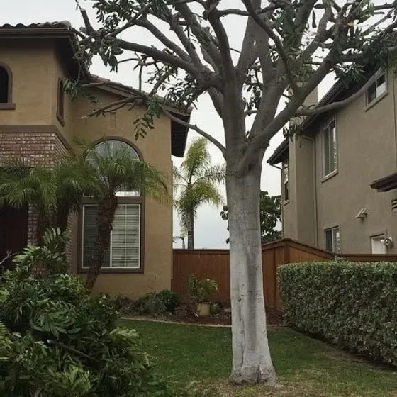 Affordable garden landscaping experts serving Escondido, CA - Star Green Landscaping & Tree Service