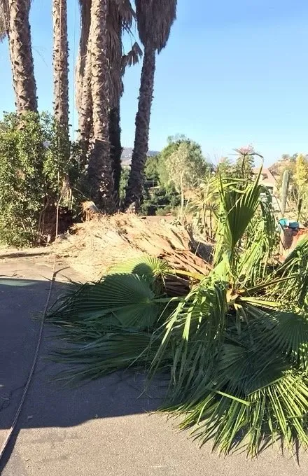 Top-rated lawn mowing service near you in Escondido, CA by Star Green Landscaping & Tree Service