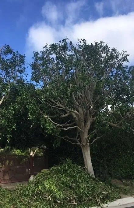 Top-rated lawn care service in Escondido, CA - Star Green Landscaping & Tree Service