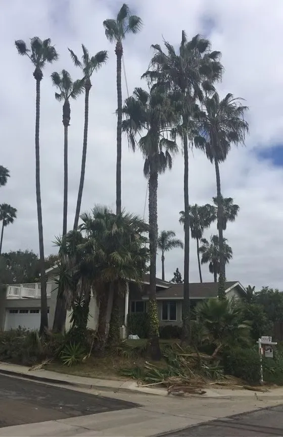 Affordable residential landscaping with custom design in Escondido, CA by Star Green Landscaping & Tree Service