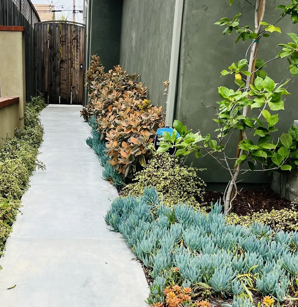 Affordable lawn care service in Scotts Valley, CA - Star Landscape & Exterior Designs