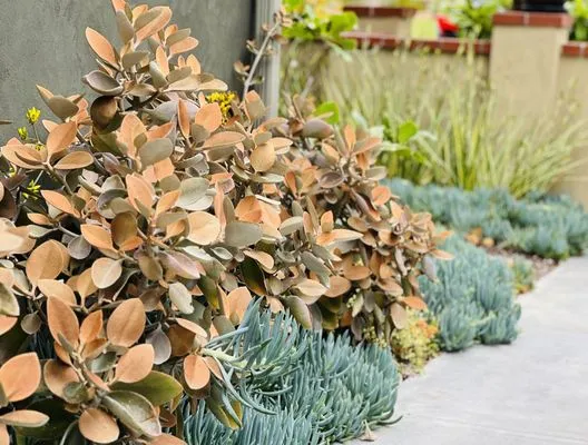 Star Landscape & Exterior Designs