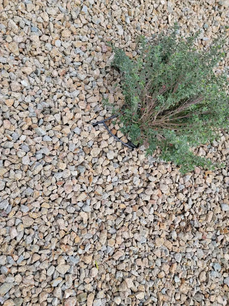 Trusted landscape design in Las Vegas, NV - Star Landscaping